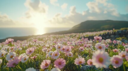 Obraz premium Sunset over coastal field of pink and white wildflowers.