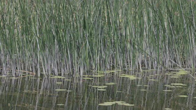A patch of tall grass in a river on a sunny Summer day