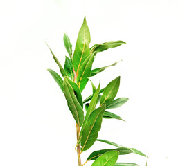 Laurel branch isolated on white background. Clipping path included. Laurel branch isolated on white background. Natural green leaves.