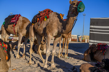 Close-up of an Arabian camel in the field