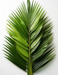 Lush green palm fronds against a bright white background.