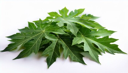 Fresh green papaya leaves isolated on white background.