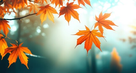 Autumn maple leaves, golden orange foliage, sunlight streaming through trees, misty forest background, ethereal atmosphere, dreamy bokeh, soft focus, vibrant fall colors, nature photography, shallow d
