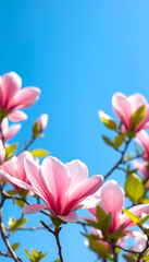 Naklejka premium Pink magnolia blossoms against a clear blue sky, springtime beauty and nature's elegance, vibrant floral scene, with white tones