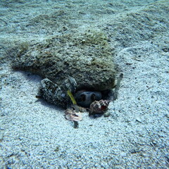 The octopus's hiding place