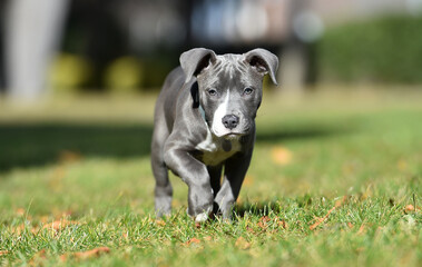 un perro cachorro de raza american stafford en un parque © alberto
