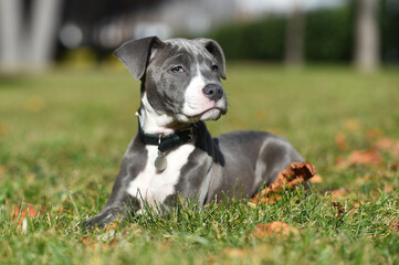un perro cachorro de raza american stafford en un parque © alberto