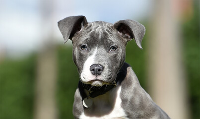un perro cachorro de raza american stafford en un parque