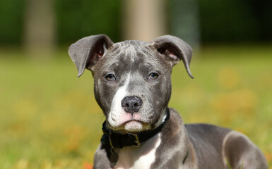 un perro cachorro de raza american stafford en un parque