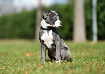 un perro cachorro de raza american stafford en un parque