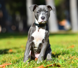 un perro cachorro de raza american stafford en un parque