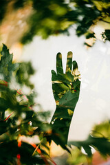 Reaching for the leaves