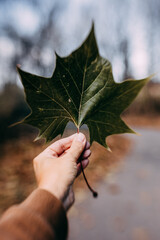 hand holding leaf