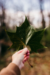 leaf in hand