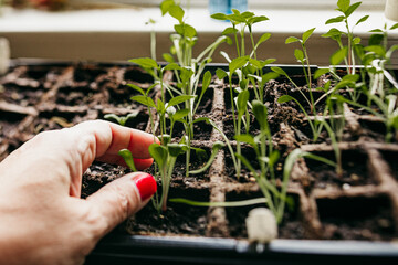 planting a tomato seedling