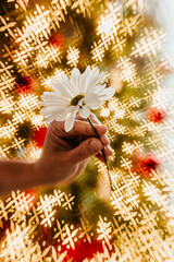 Holiday lights and flower