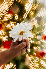 Holiday lights and flower