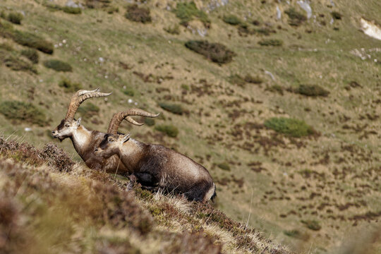 Bouquetin des Pyr&eacute;n&eacute;es, Pyr&eacute;n&eacute;es ari&eacute;geoises, vers Aulus-les-Bains.