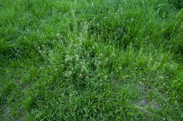 summer background: lush green grass