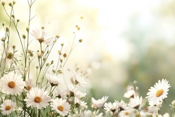 Bright white daisies blooming in a serene field under soft sunlight during springtime in nature