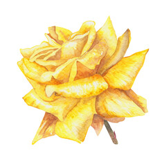 Fototapeta premium Watercolor illustration of big yellow rose. Hand-drawn watercolor illustration of yellow rose in vintage style. Symbol of friendship. Ideas for weddings, birthdays, children's parties.
