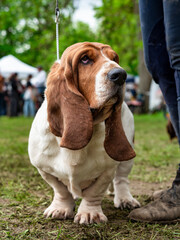 Basset. A beautiful dog with large and long ears. Rugged appearance and kind disposition.