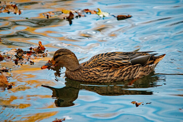 Weibliche Stockente mit Futter auf dem Wasser