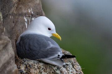 Black-legged kittiwake breeding in a colony