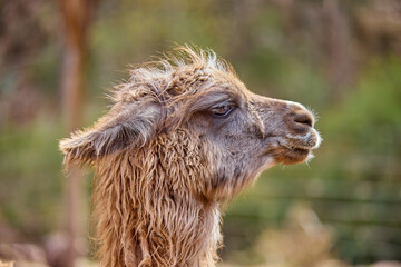 Obraz premium Llamas are domesticated animals that have been used by Andean cultures for centuries as pack animals and for their wool. They belong to the camelid family. Cusco Peru