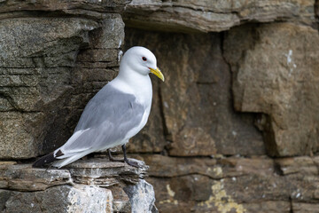 Black-legged kittiwake breeding in a colony
