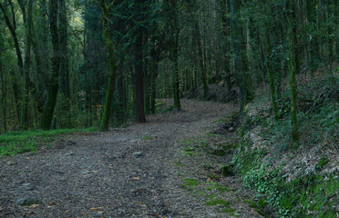 Path through a cold dark and gloomy forest