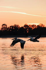 Silhouettes of flying Dalmatian pelican or Pelecanus on the Kerkini lake National Park, Greece sunrise and sunset colors