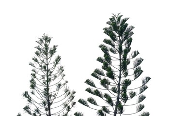 Pine trees with leaves branches on white isolated background for green foliage backdrop 