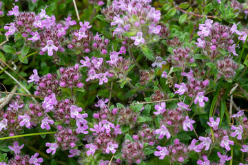 Fototapeta premium Close up of valerian (valeriana officinalis) flowers in bloom