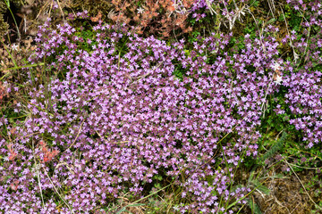 Obraz premium Close up of valerian (valeriana officinalis) flowers in bloom