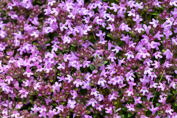 Close up of valerian (valeriana officinalis) flowers in bloom