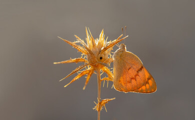 Mesopotamian Colotis butterfly (Colotis fausta)
