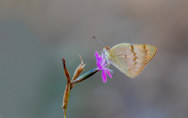 Mesopotamian Colotis butterfly (Colotis fausta)