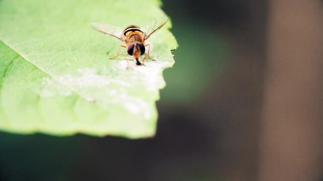 Striped hoverfly licking green leaf of plant, close-up