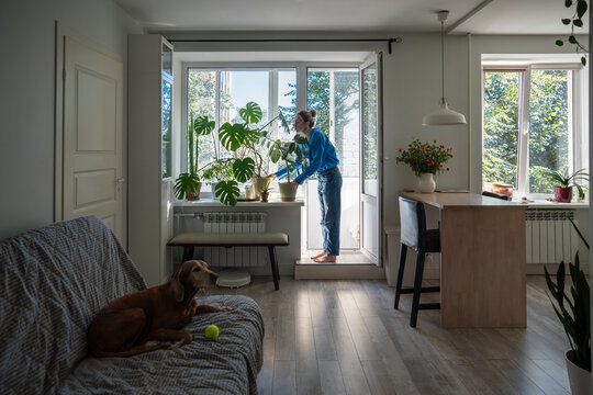 Woman rearranges furniture and cleans after purchasing new plant, indoor gardening, plant placement. Eco home decor, dog waiting for playtime with ball on couch, cleaning routine, household chores