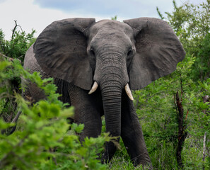 Aggressive young elephant walks through thicket of prickly acacia in the African bush.