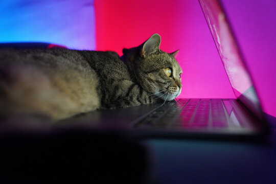 cat having fun on the computer