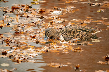 Stockente in herbstlichen Wasser mit Blättern