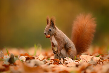Red squirrel ( Sciurus vulgaris ) close up