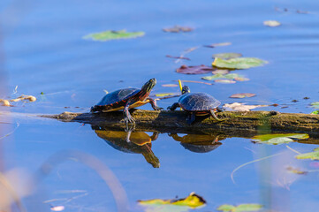 Painted Turtles at Chippewa Nature Center Marsh, in Midland, Michigan.