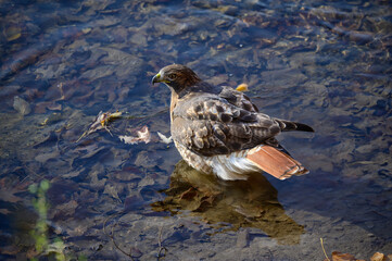 A Red Tailed Hawk Close Up by the Chippewa River at Chippewa Nature Center, in Midland, Michigan.