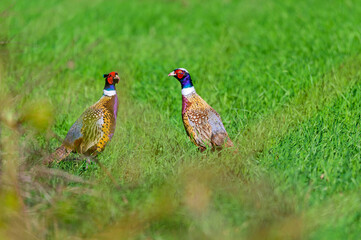 Two Male Ring-Necked Pheasants at the edge of a field at Ives Run State Park, in Tioga County, Pennsylvania.