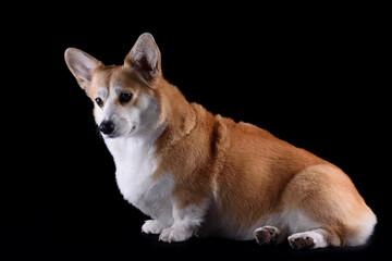 red dog corgi