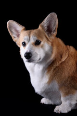 red dog corgi