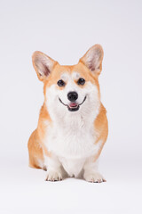red dog corgi
